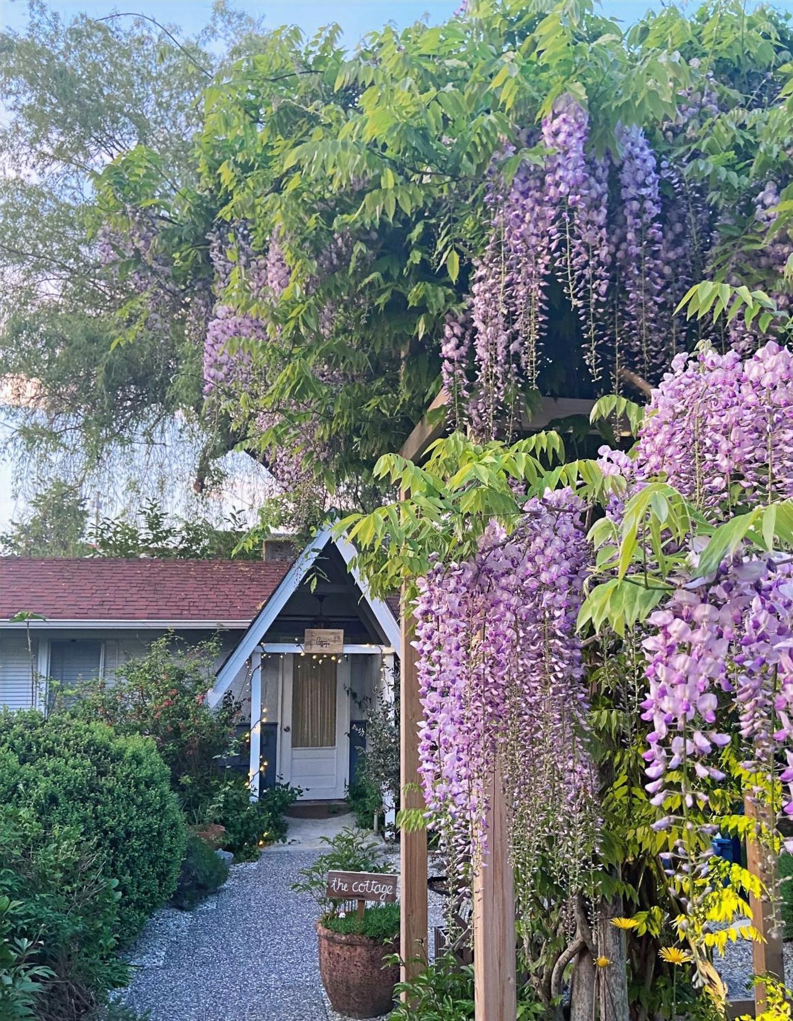 Wisteria Guest House Ganges Esterno foto